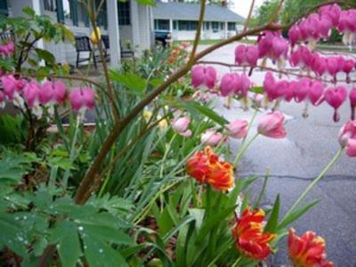 נורת' קונוויי White Trellis Motel מראה חיצוני תמונה